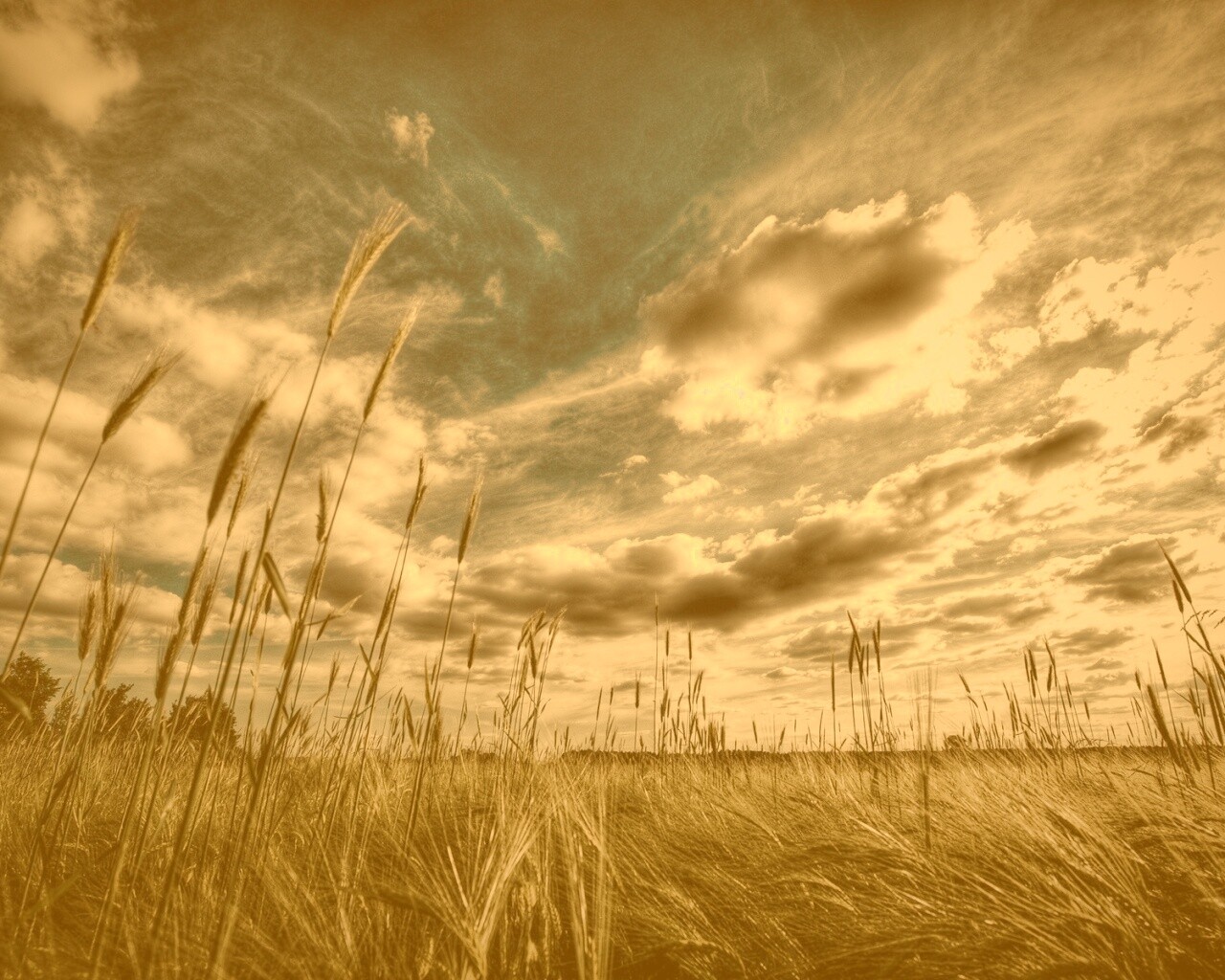 HDR Поле обои