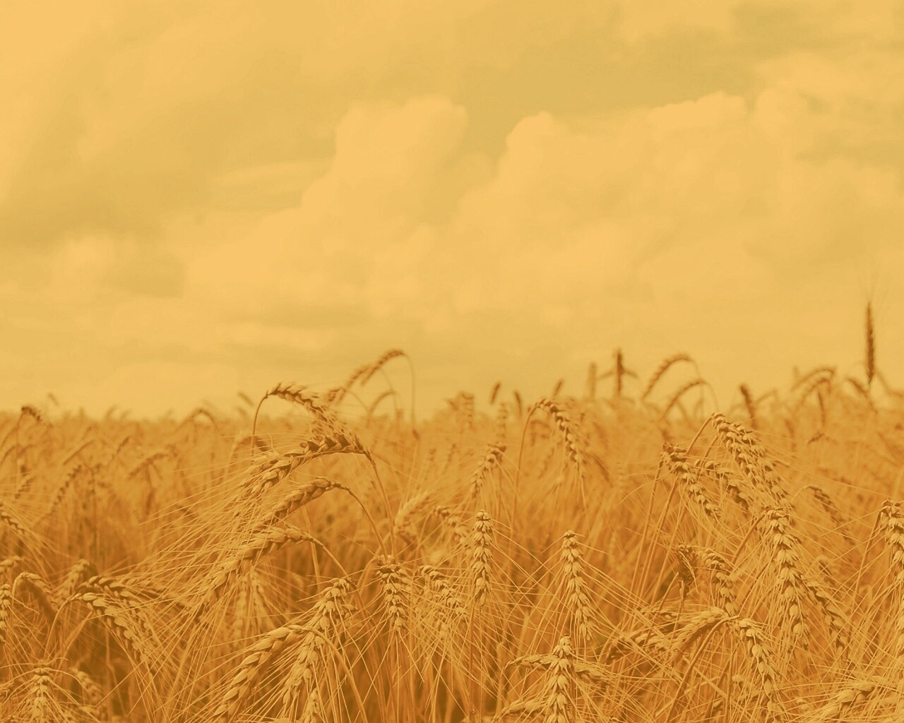 Поле колосьев обои