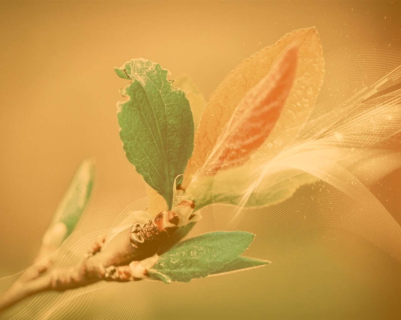 Разноцветные листья обои