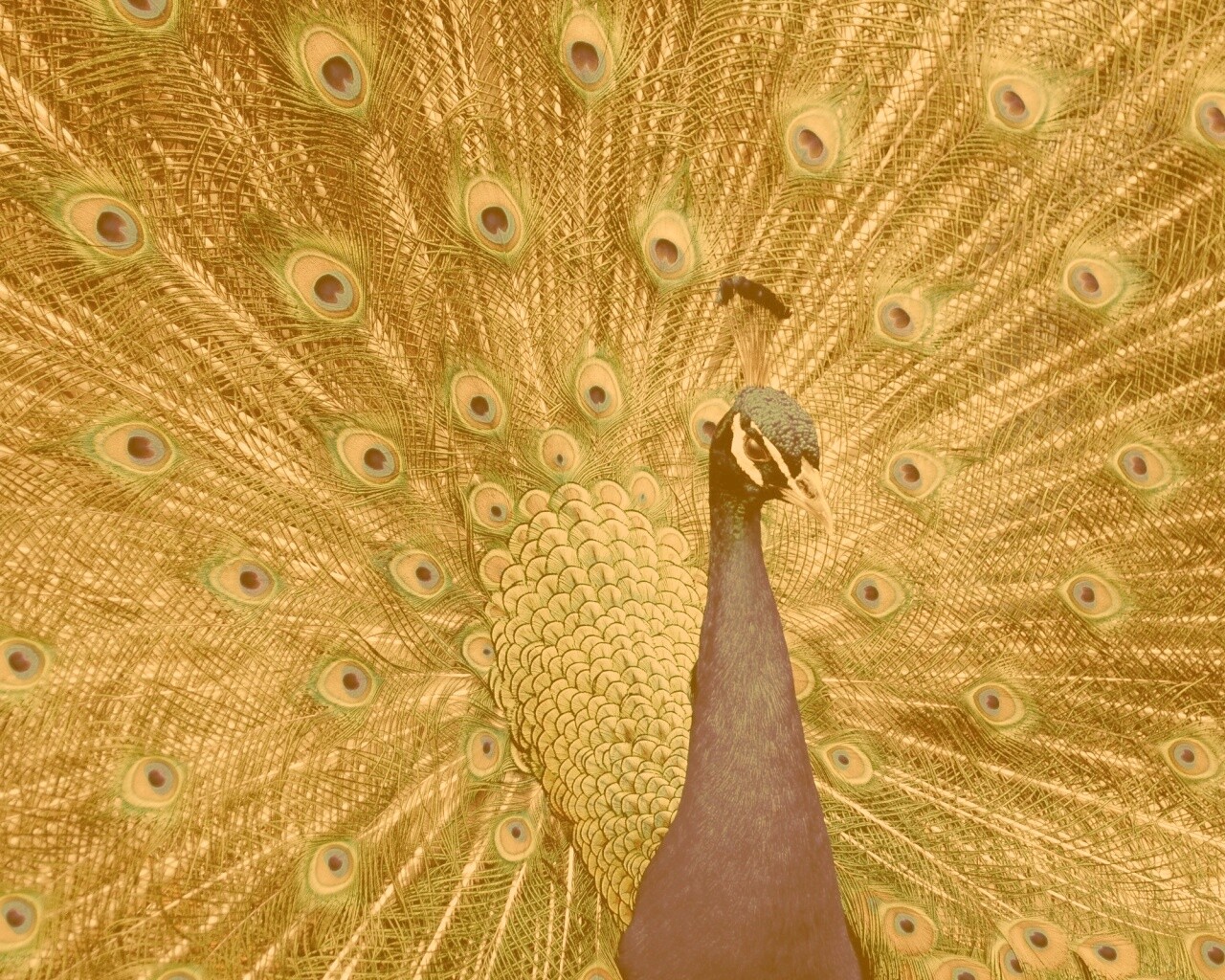 Красивый павлин обои