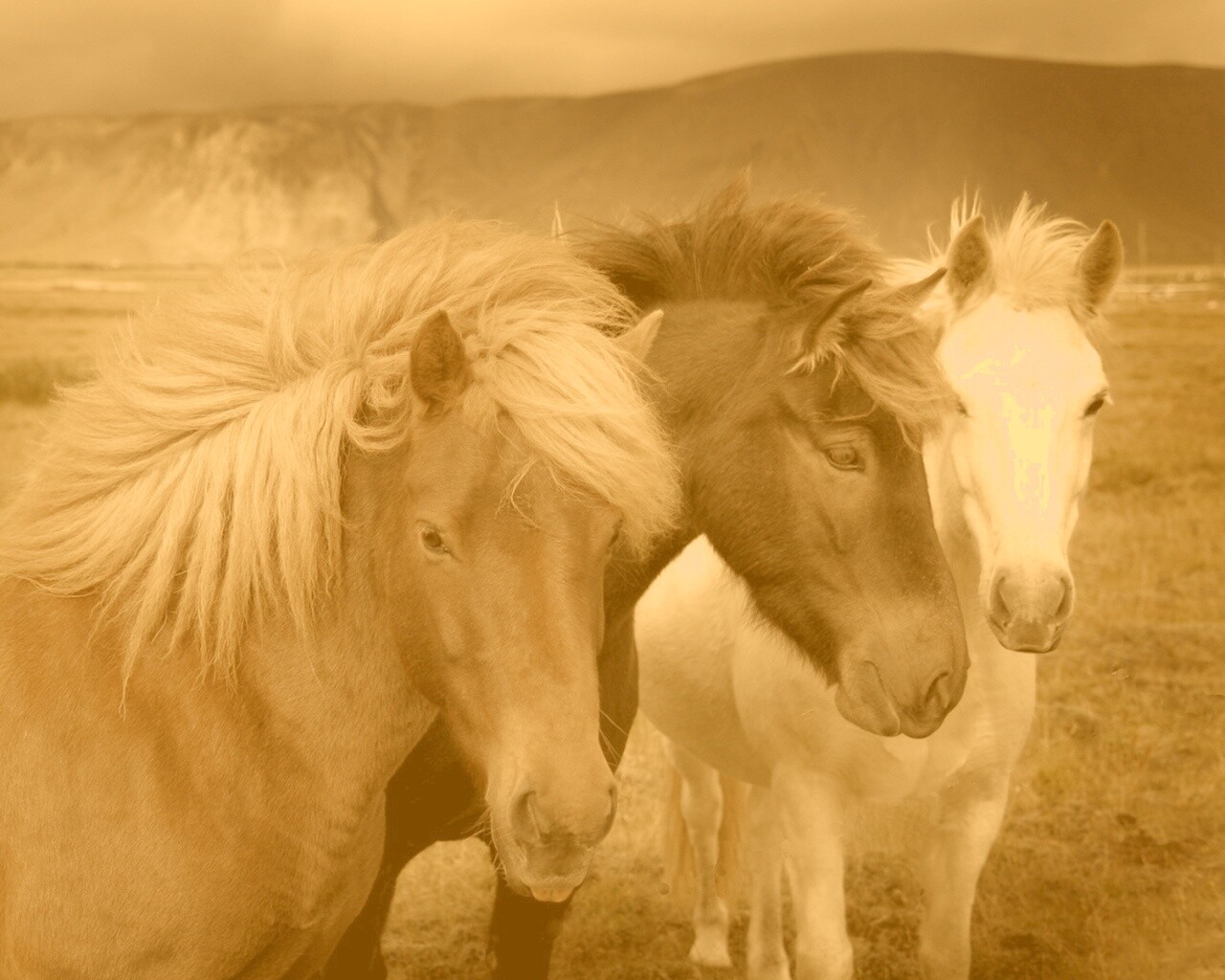Мустанги обои