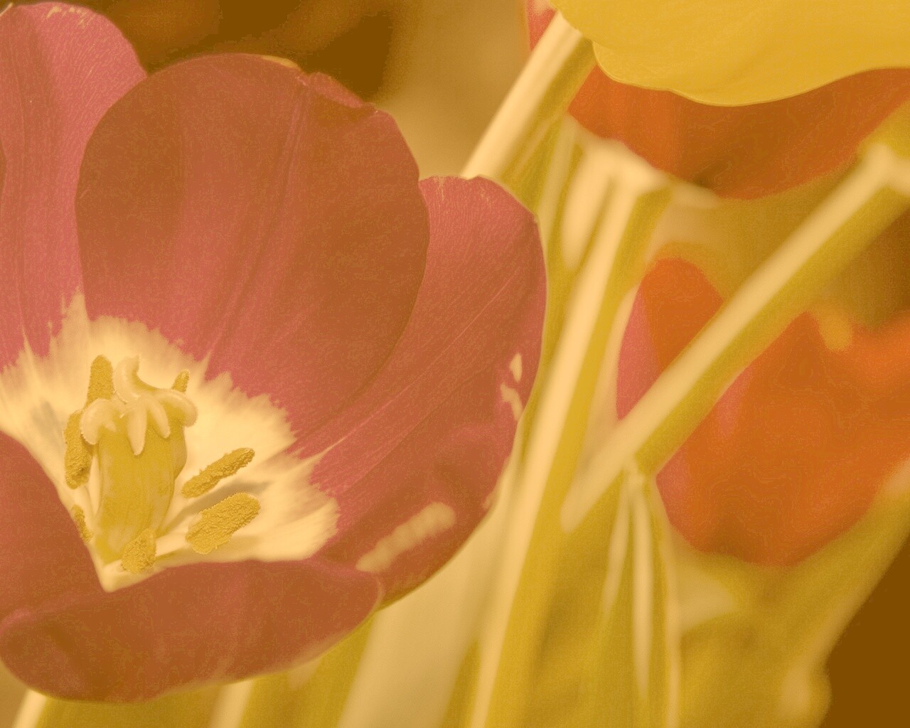 Фиолетовый цветочек обои