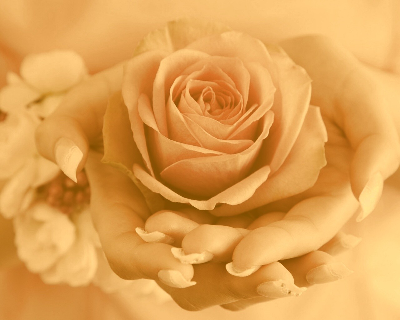 Роза в женских руках обои