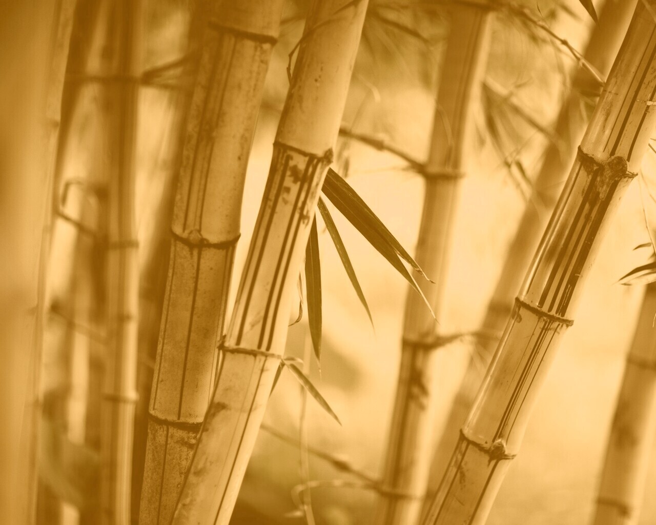 Бамбук обои