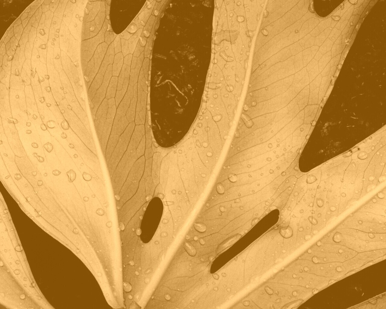 Белый лист обои