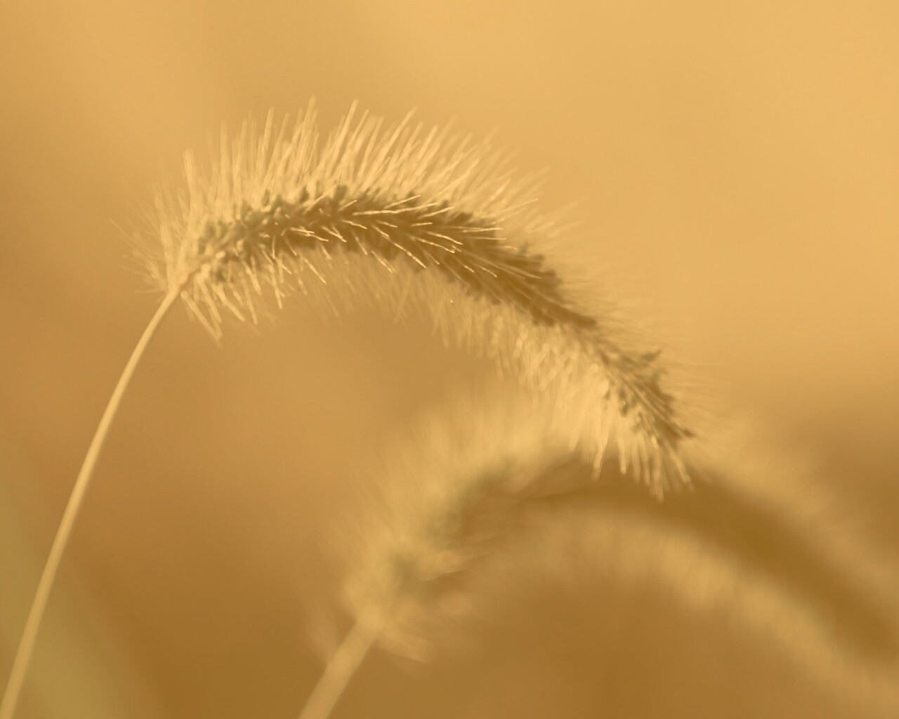 Травинка обои