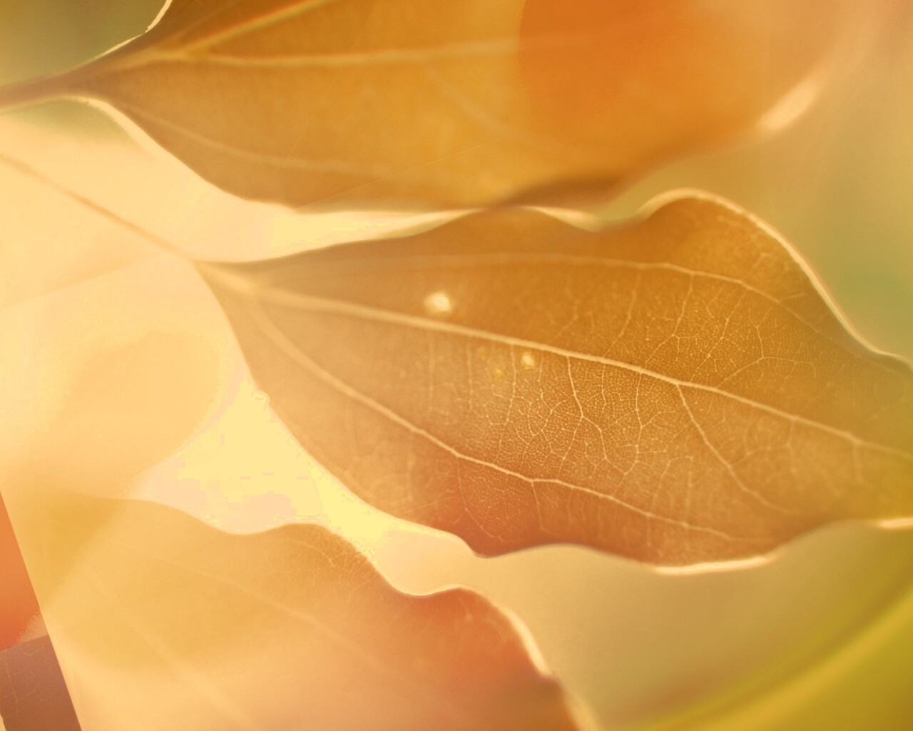 Радужные листья обои