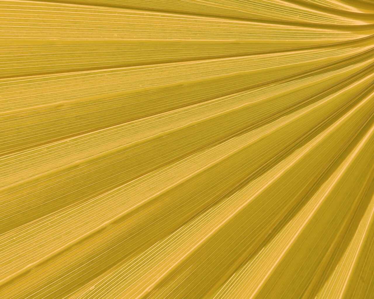 Зеленый пальмовый лист обои