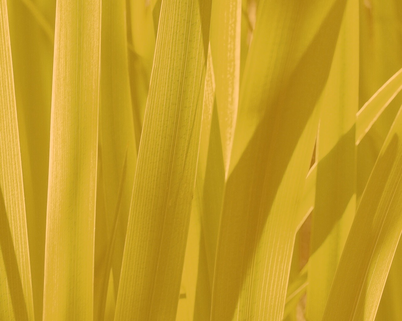 Стебли травы обои