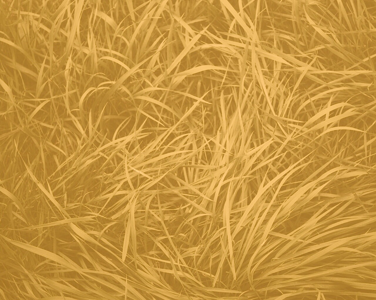 Блеклая трава обои