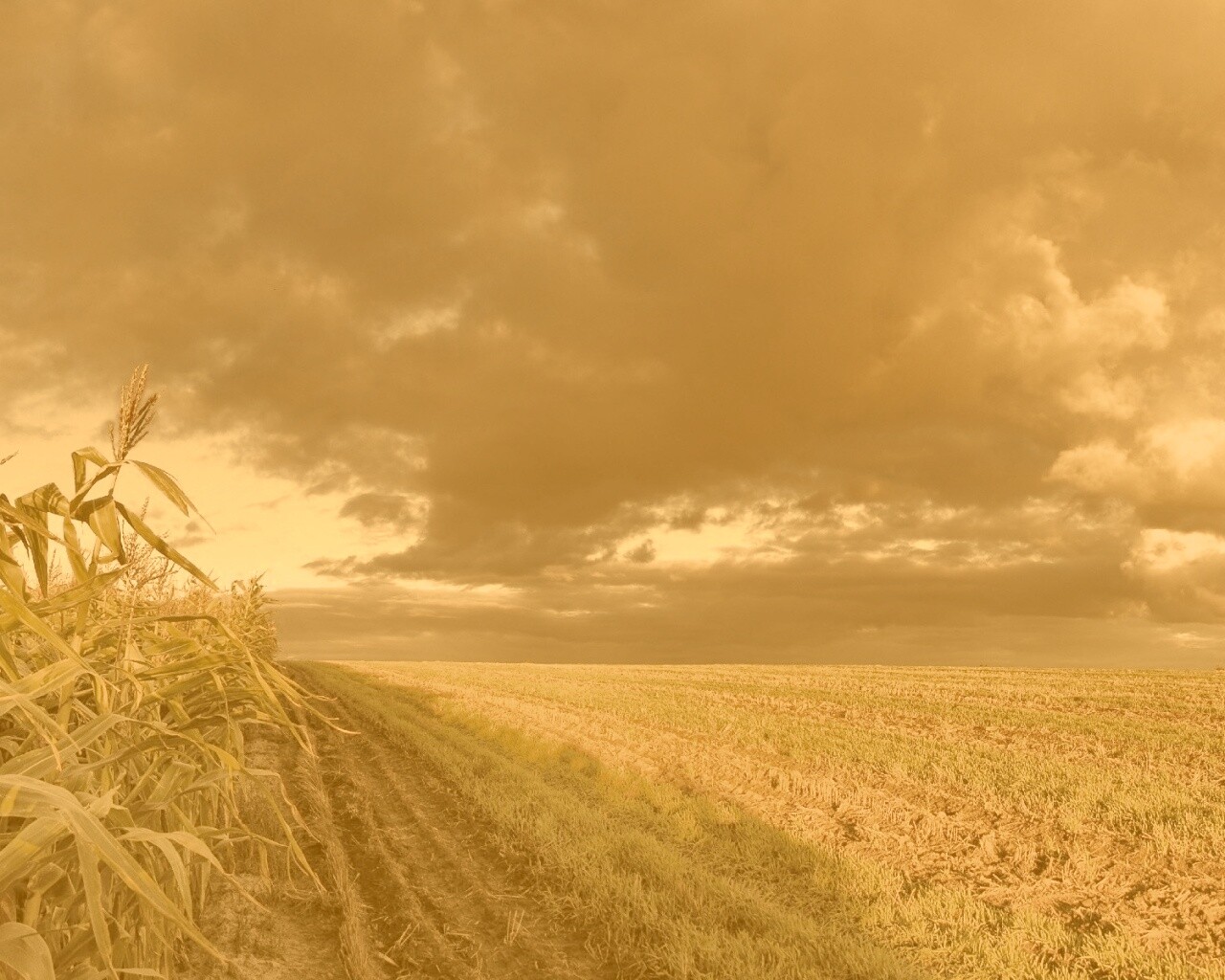Кукурузное поле обои