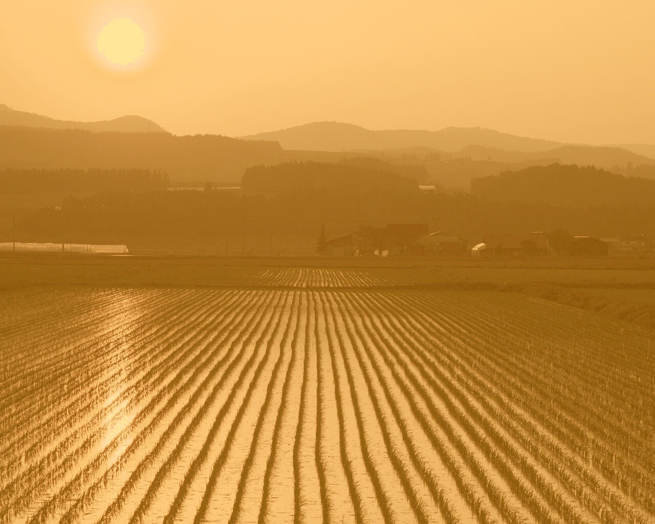 Рисовые поля обои