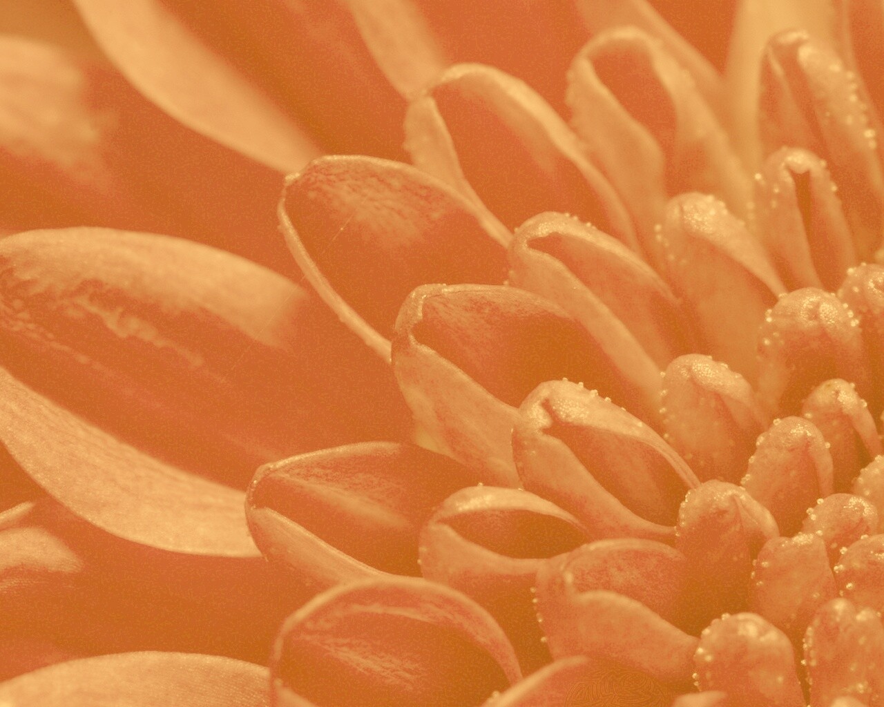 Лепестки хризантемы обои