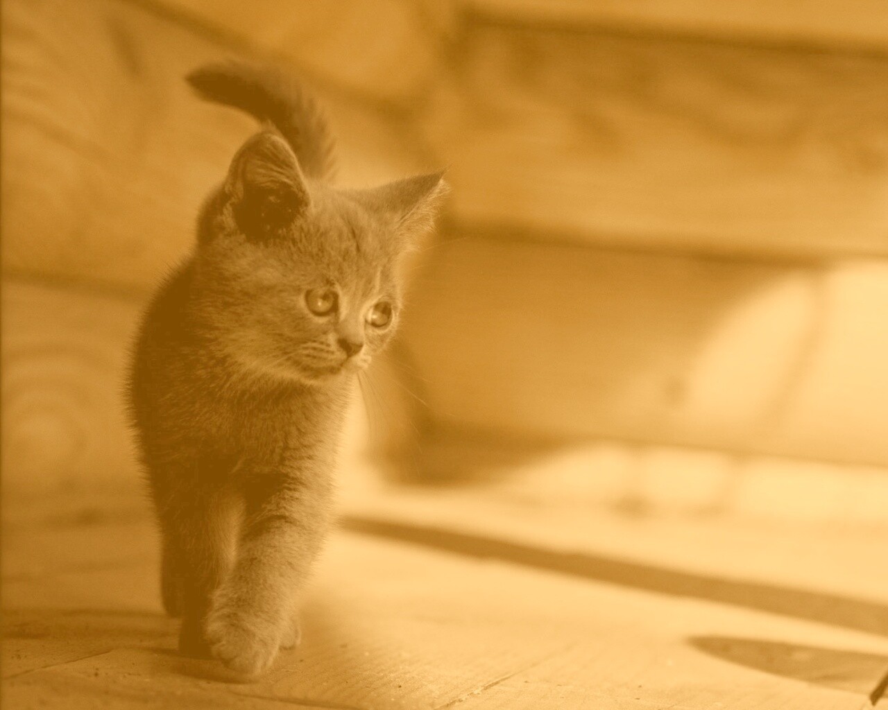 Маленький дымчатый котенок обои