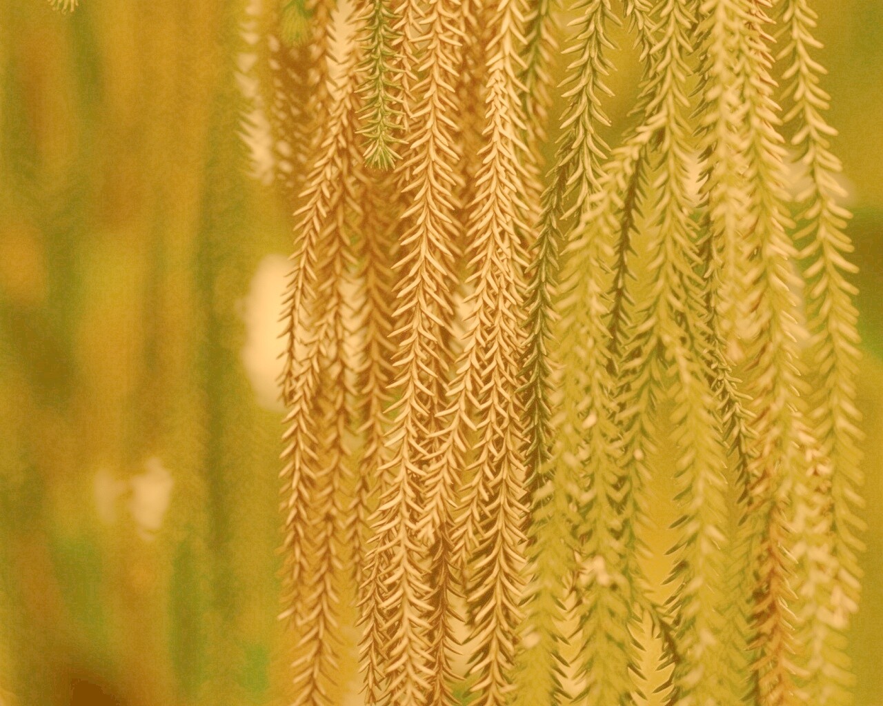 Зеленые колючки обои