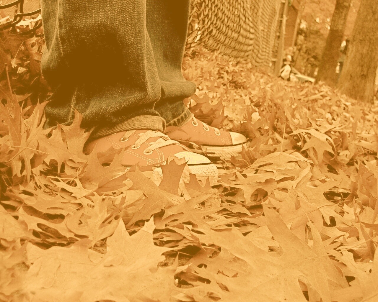 Оранжевые кеды обои