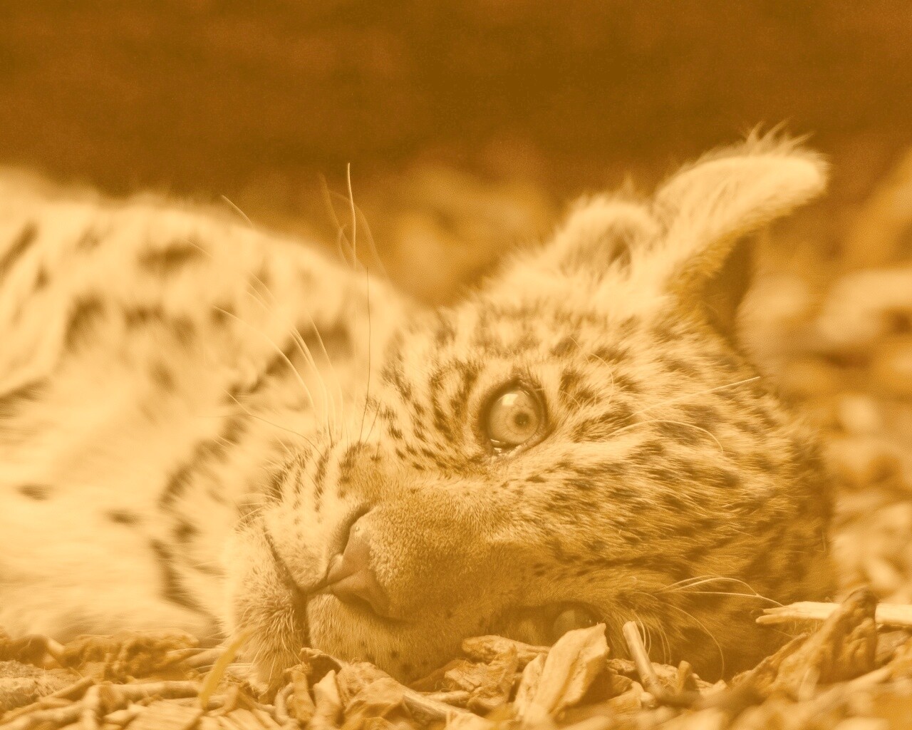 Гепард котенок обои