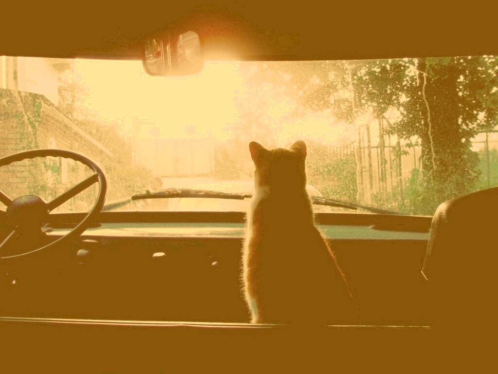 Кот навигатор обои