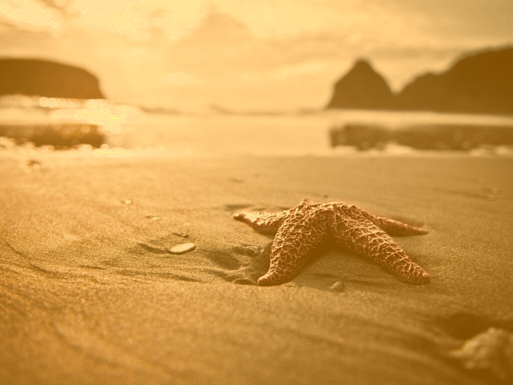 Морская звезда обои