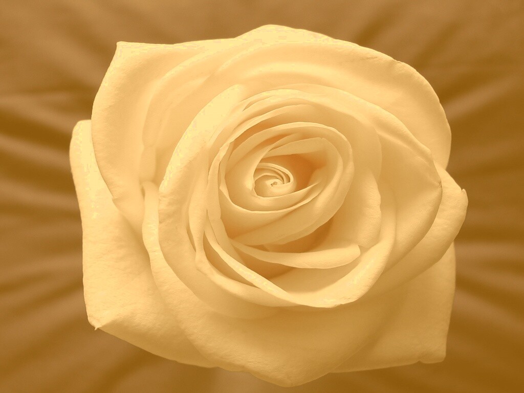 Белая роза обои