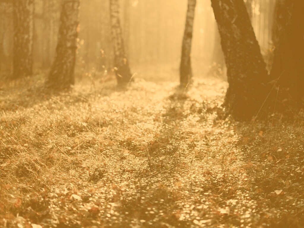 Лесная земля обои