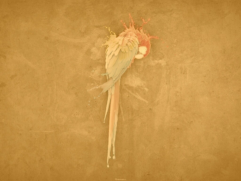 Попугай обои