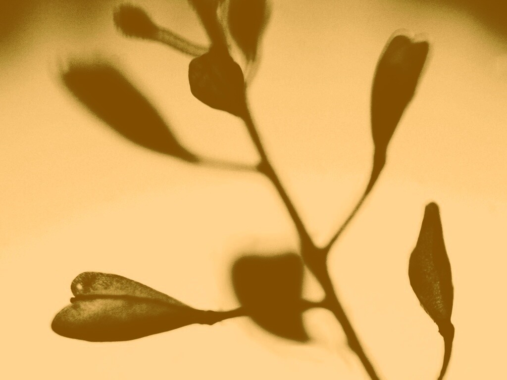 Усыхающие листья обои