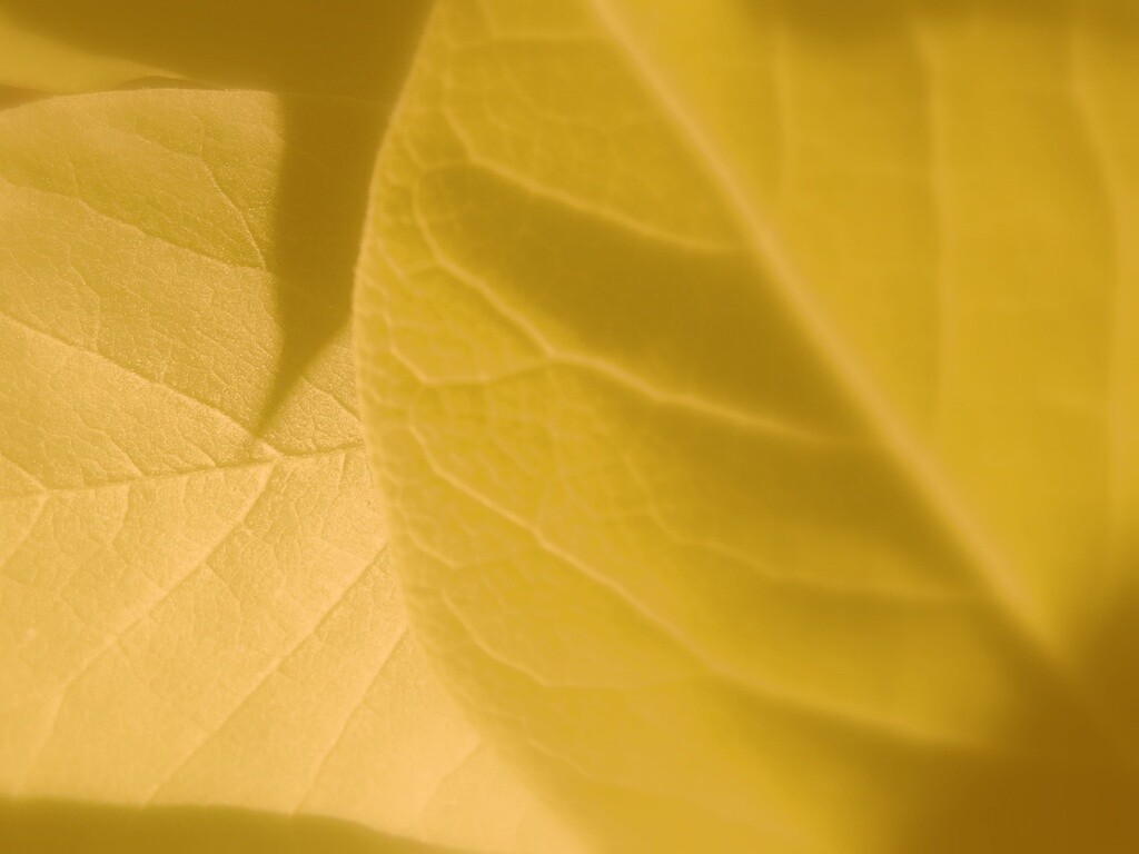 Свет на листве обои