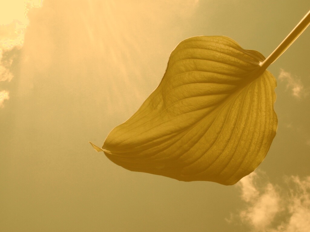 Листик тянется к солнцу обои