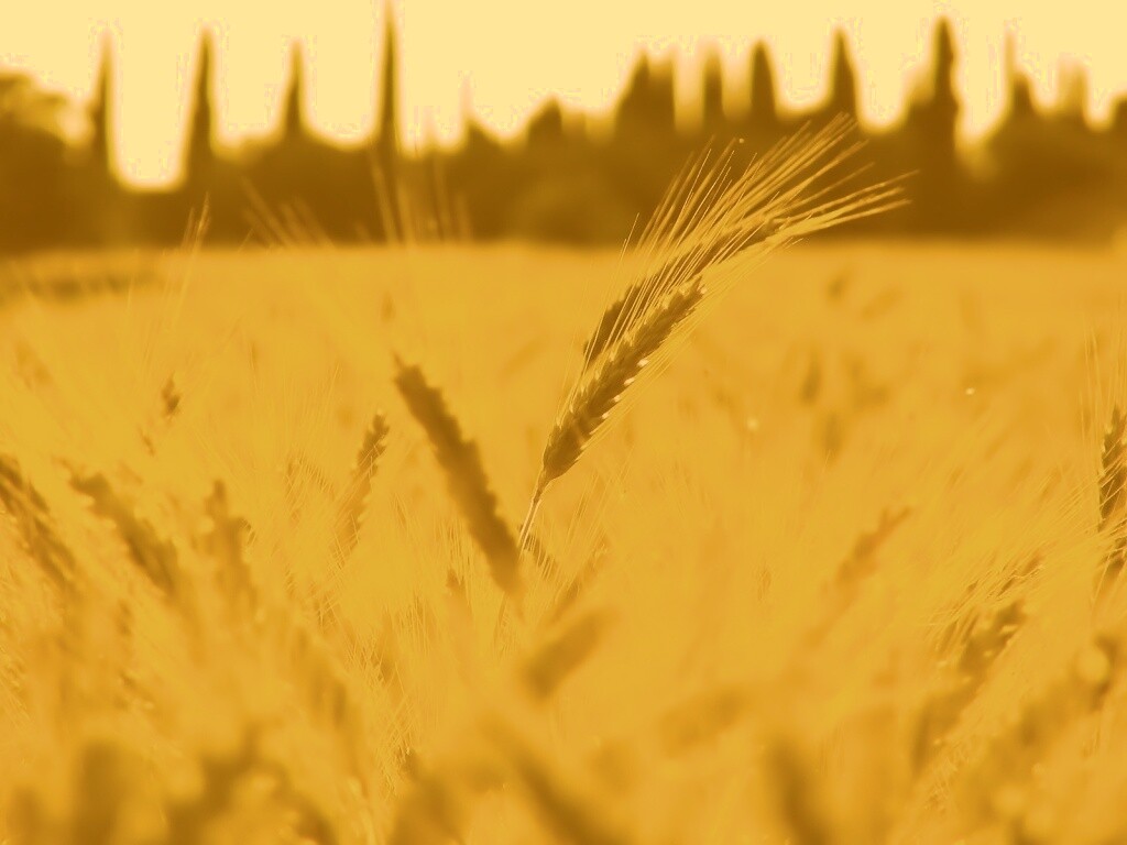 Пшеничное поле обои