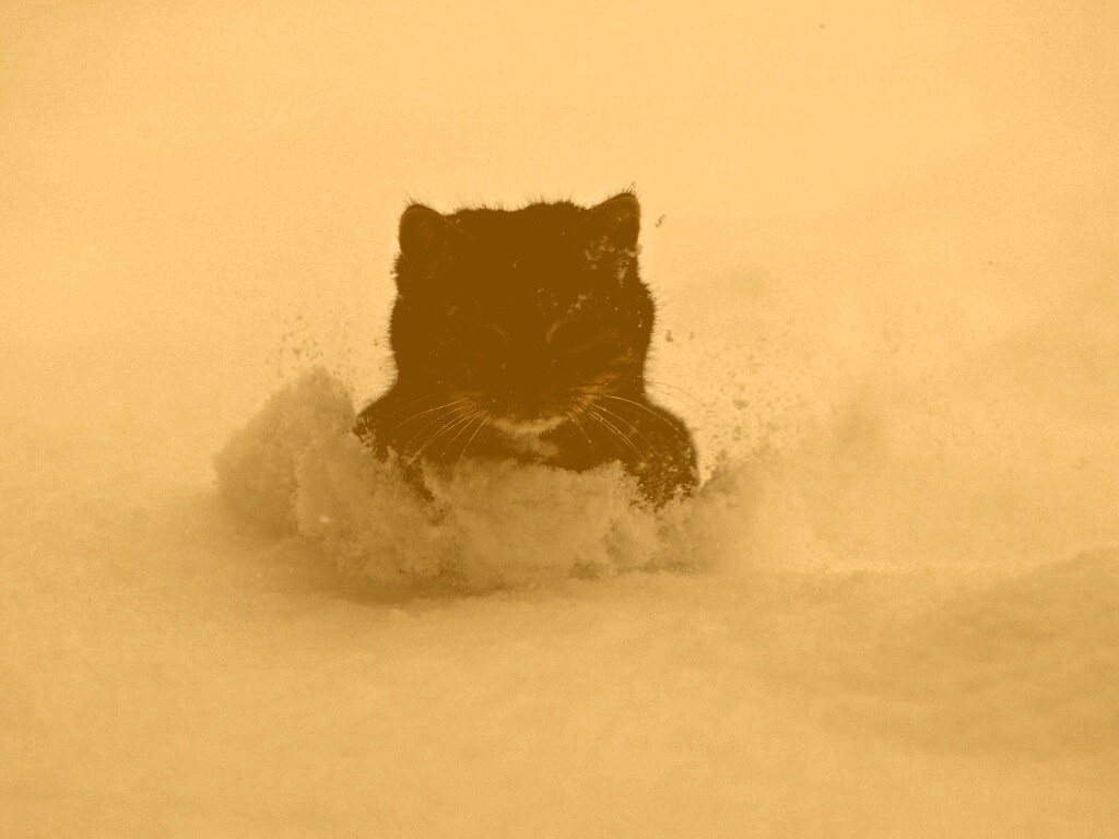 Недовольный кот в сугробе обои