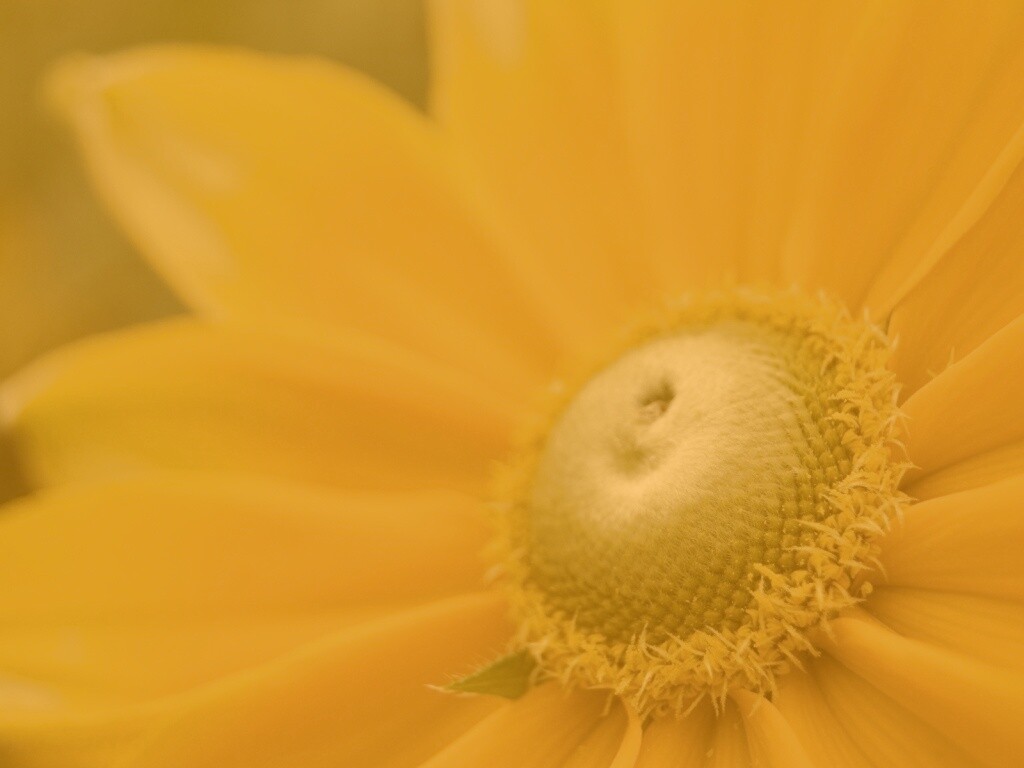 Недозрелый цветок подсолнечника обои