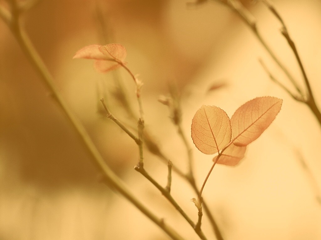 Красные листики обои