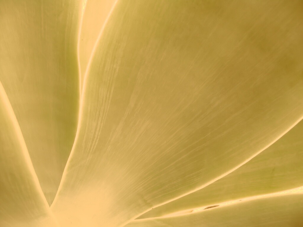 Макро фото травинки обои