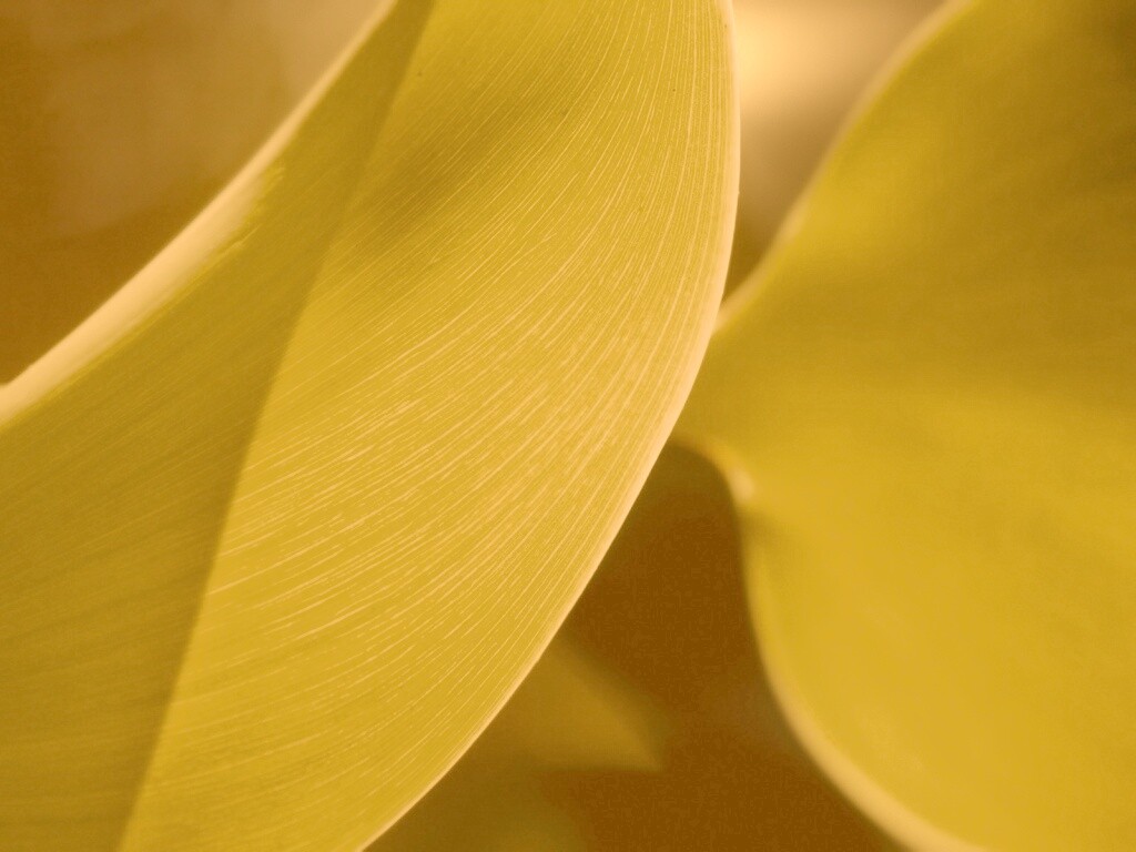 Лист на просвет обои