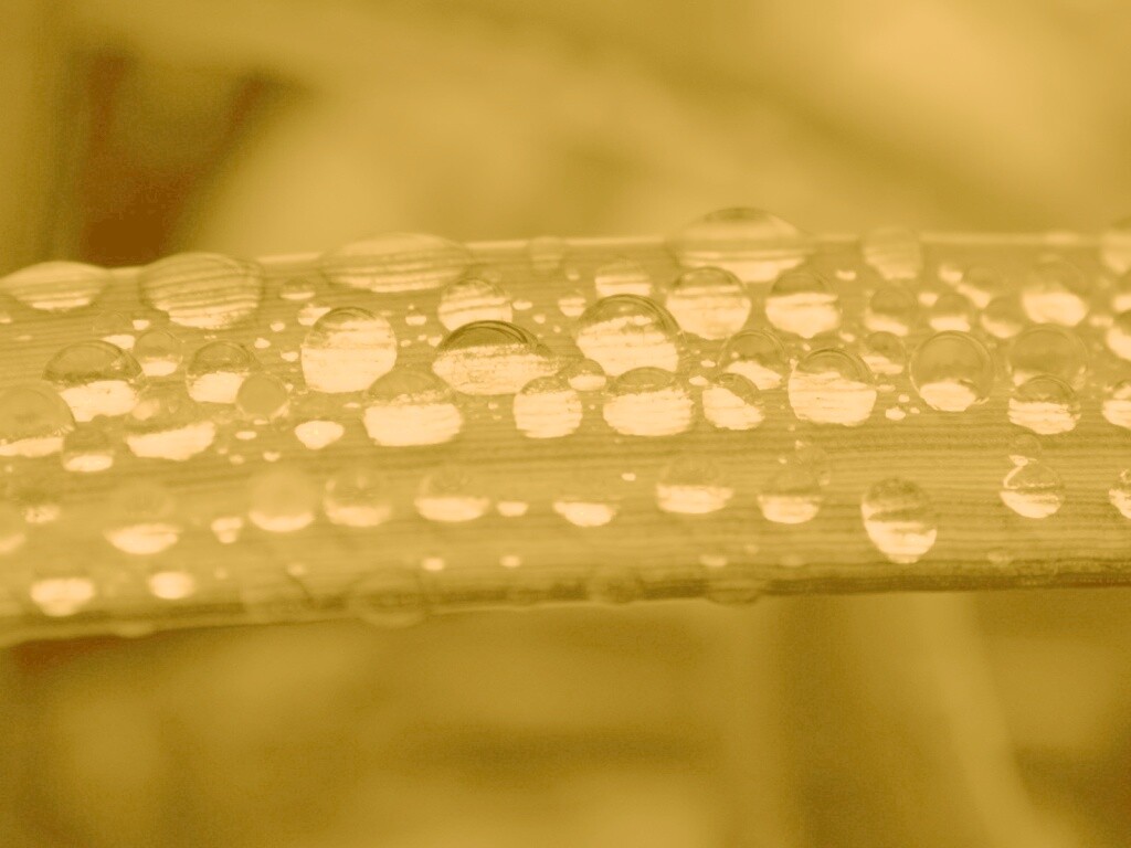 Капли на травинке обои