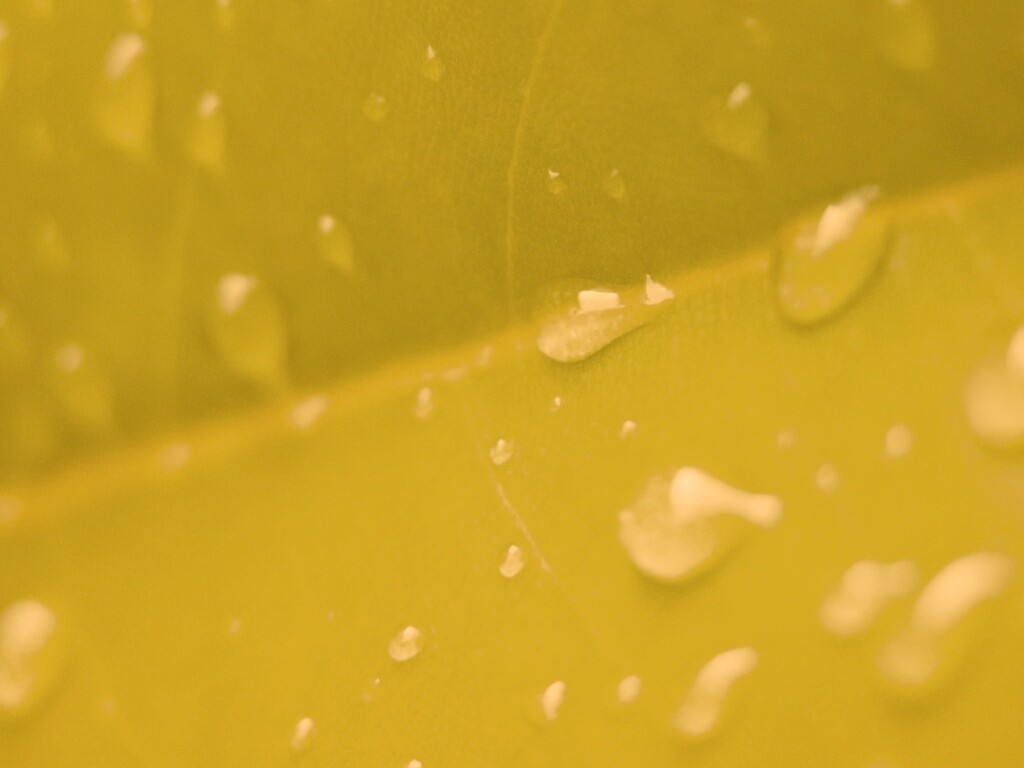 Капли на листе обои