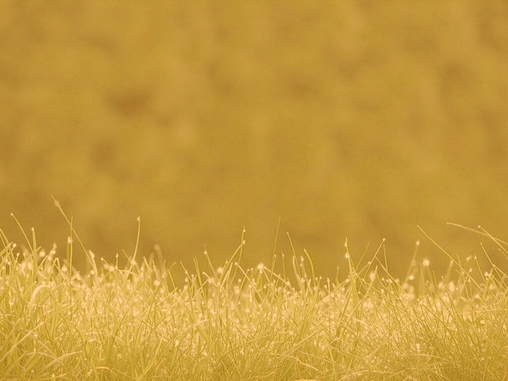 Трава после дождя обои