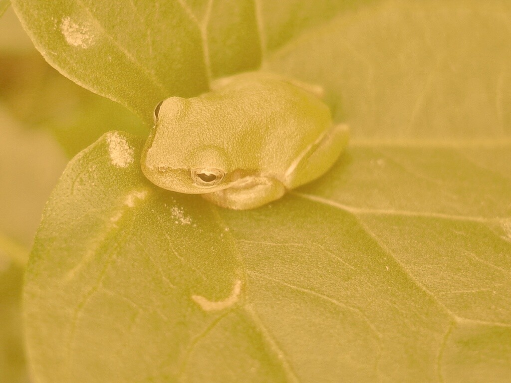 Лягушка на листике обои