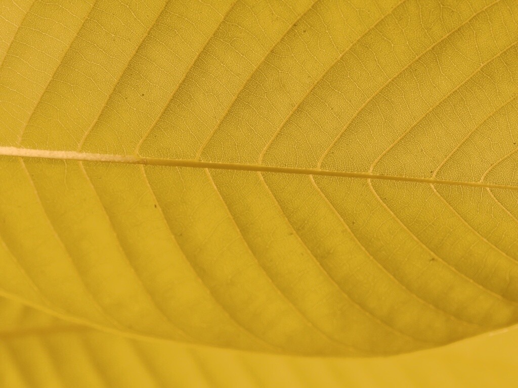 Листик обои