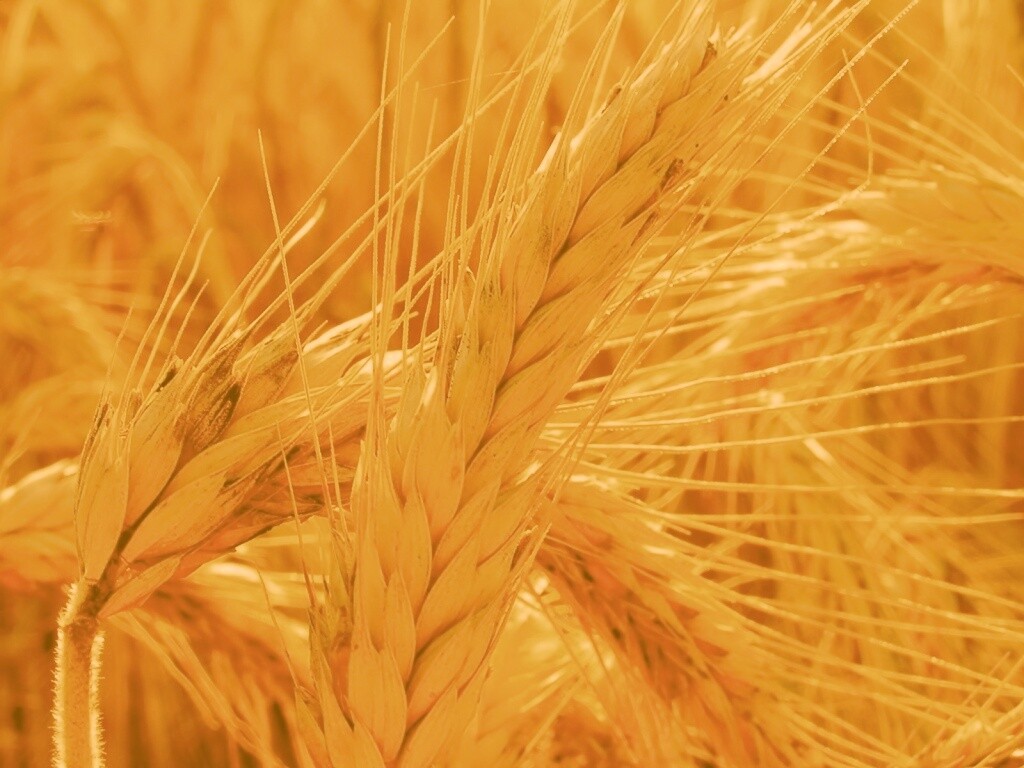 Зреющий колос обои