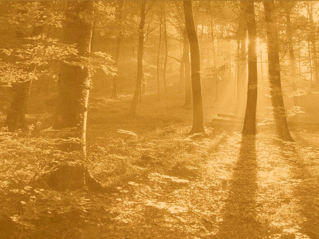 Лес в золотом сиянии обои