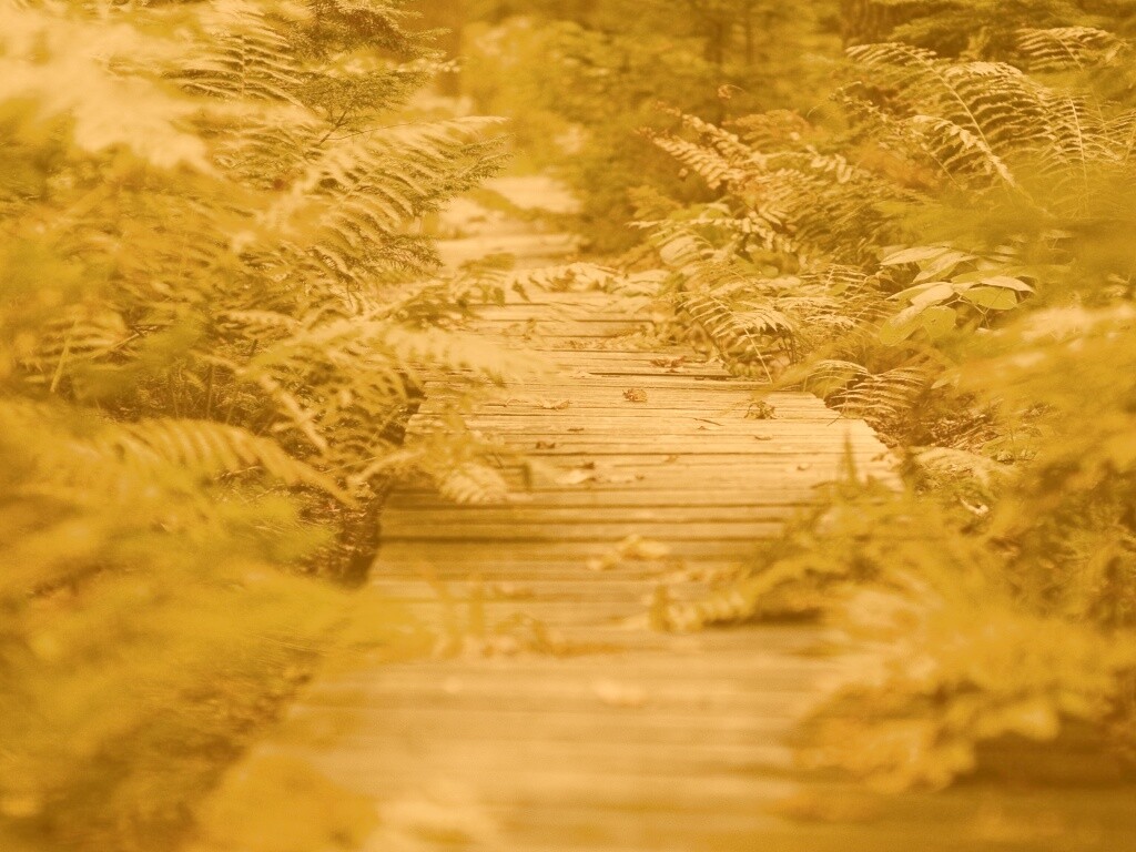 Деревянная дорожка обои