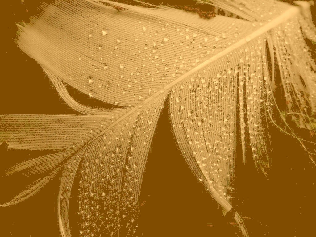 Капли на черном пере обои