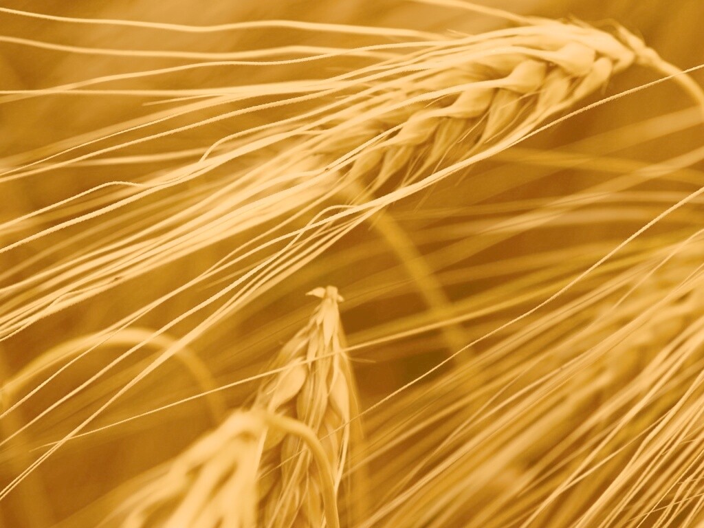 Лохматые колосья обои
