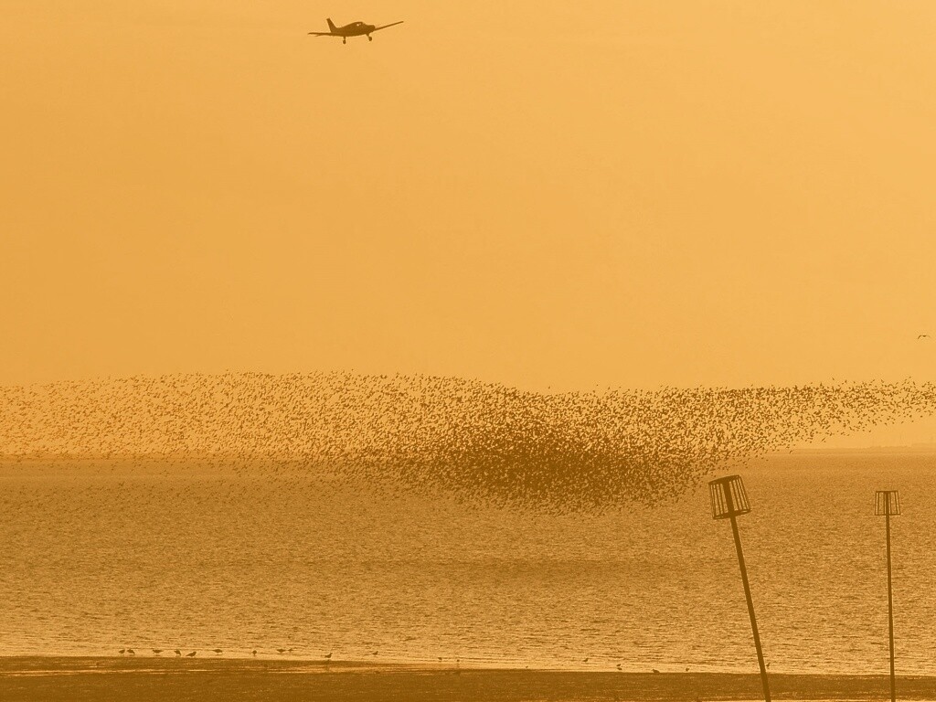 Взлетающая стая птиц обои