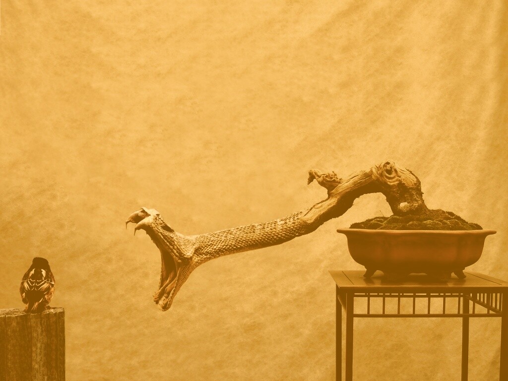 Змея-коряга напдает на птичку обои