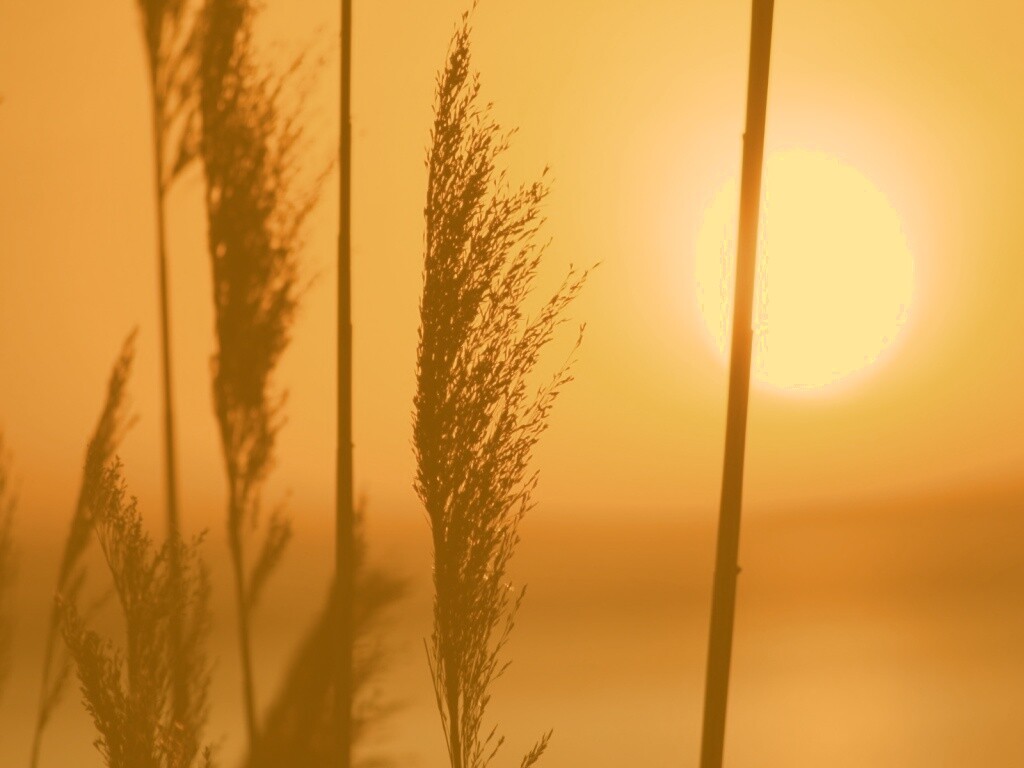 Травинка на закате обои