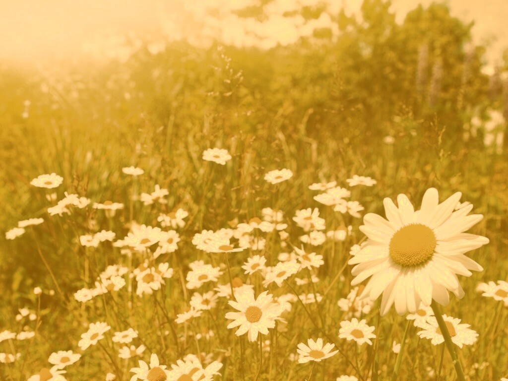 Солнечные ромашки обои