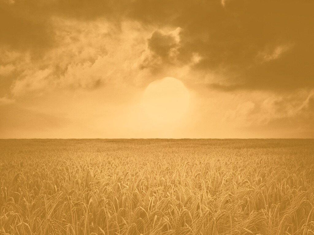 Закат над пшеничным полем обои